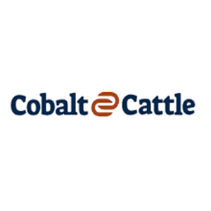 Cobalt Cattle