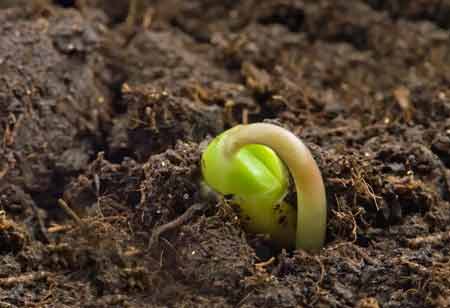 Advancing Seed Integrity and Accessibility in Modern Agri Business
