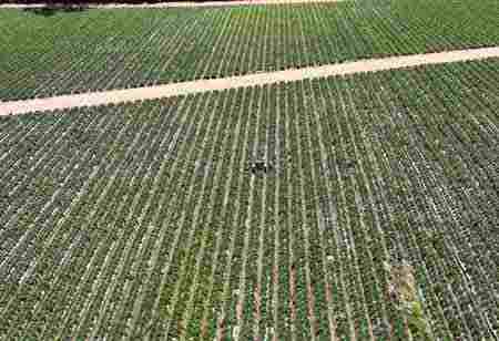 Predictive Crop Intelligence Powering Strategic Growth in Agribusiness