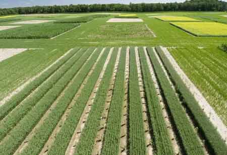 Agronomic Field Trial Analysis Software for Modern Research Programs