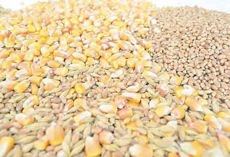The Strategic Imperative of GMO-Free Feed in Modern Agriculture