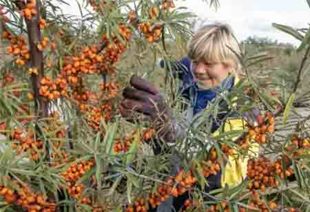 From Soil to Value: Sea Buckthorn Farming