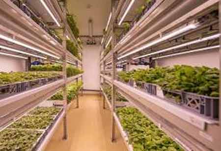 The Rise of High-Tech Indoor Farming in Latin America