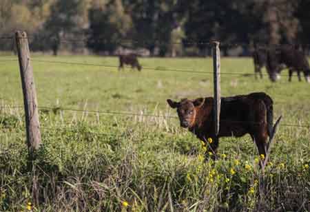Agri Business Review