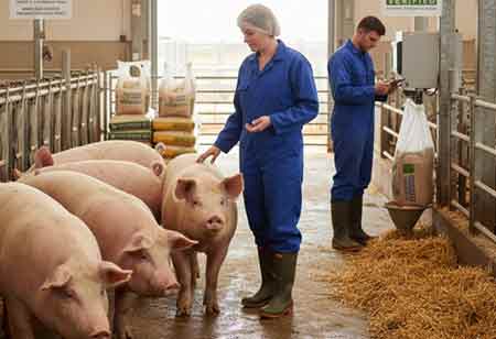 Strategic Integration of Swine Staffing Services in Modern GMO-Free Livestock Operations