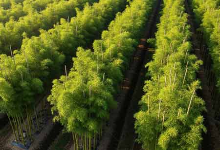 The Multifaceted Value of Bamboo in Latin America's Circular Economy
