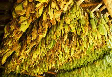 Microalgae as a Strategic Input in Climate-Smart Agriculture